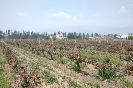 Declararon la emergencia agropecuaria por heladas para Cafayate, San Carlos, Molinos y Cachi