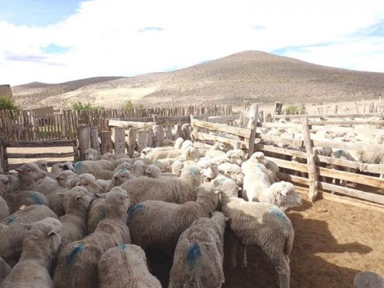 Convocan a organizaciones para integrar las unidades ejecutoras provinciales de las leyes Caprina y Ovina