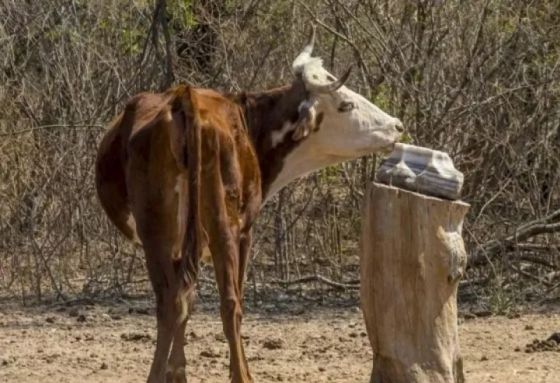 El Gobierno declaró la Emergencia Agropecuaria para el sector ganadero