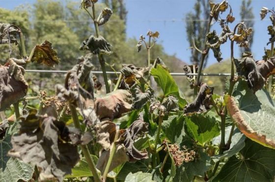 Se asistirá a 54 productores frutihortícolas que sufrieron heladas tardías en los Valles Calchaquíes