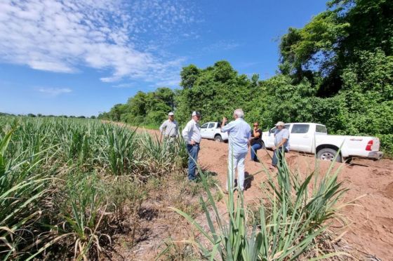 Sequía: realizaron un relevamiento a productores de caña de azúcar