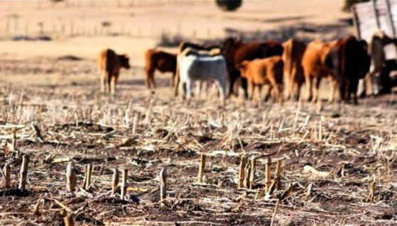 El Gobierno apoya a los productores ganaderos afectados por la sequía