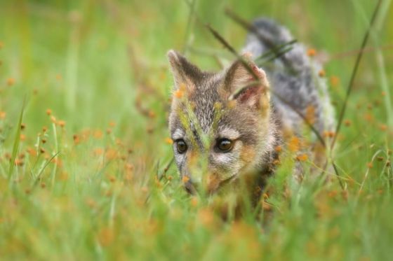 Cómo actuar ante la presencia de animales silvestres en áreas periurbanas