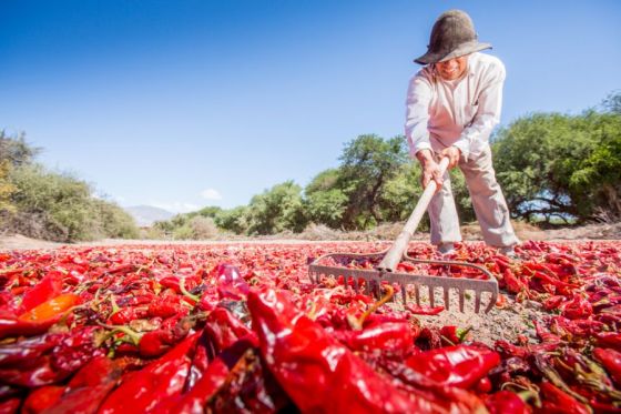 Este fin de semana se festejan los 50 años de la Fiesta Provincial del Pimiento