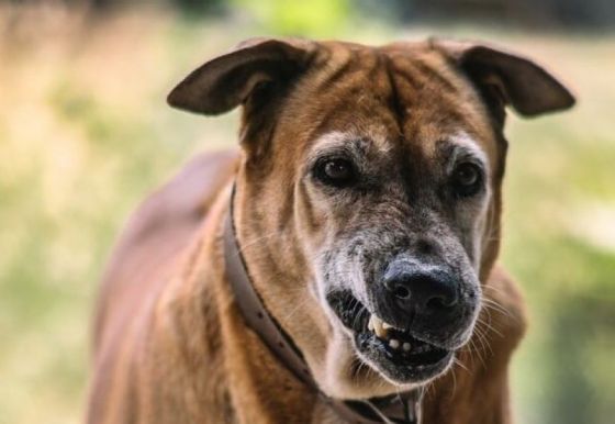 En el primer semestre se notificaron más de 500 casos de mordeduras de perro