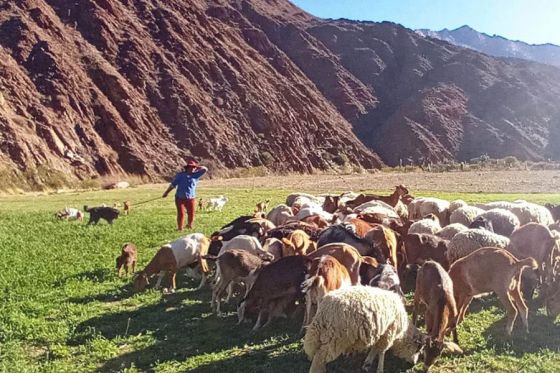 Más de 4 mil pequeños productores agropecuarios se asociaron bajo la figura del cooperativismo