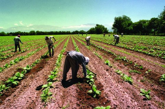 Se establecieron las remuneraciones mínimas para trabajadores rurales de Salta y Jujuy