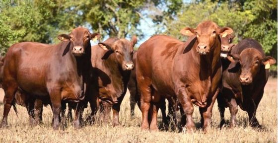 Plan GanAr: pequeños productores de Morillo accedieron a financiamiento para proyectos productivos