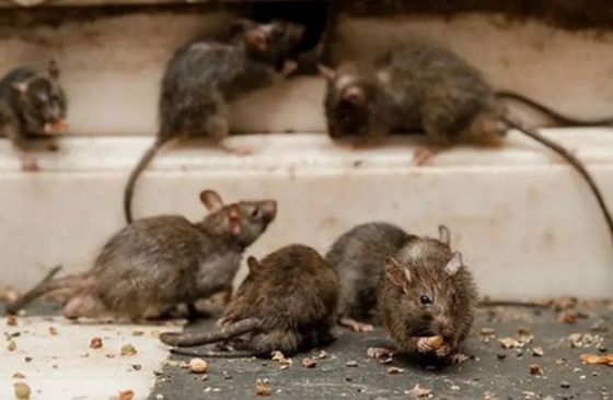 Salud Pública recuerda medidas para prevenir infección por hantavirus