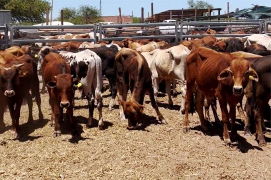 Exitoso remate de terneros de pequeños productores