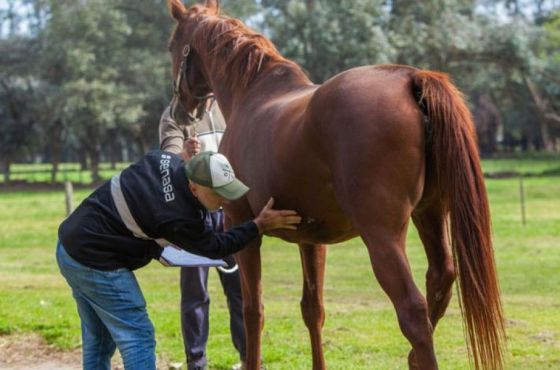 En Salta no se registran casos sospechosos de encefalomielitis equina