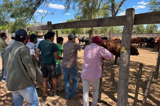 Pequeños productores del Chaco Salteño recibieron asesoramiento sobre mejoramiento genético en bovinos