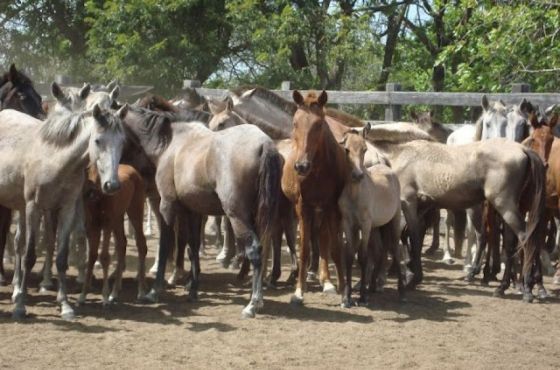 Encefalomielitis Equina: recomiendan respetar las medidas de control y prevención