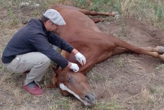 Se confirma un caso positivo de encefalomielitis equina en Salta