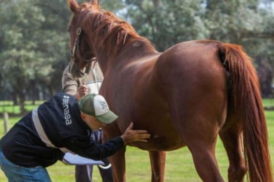 Encefalomielitis Equina: solicitan notificar casos sospechosos y vacunar a los caballos en toda la provincia