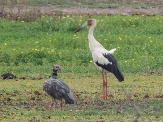 El Parque Bicentenario alberga a una cigüeña americana