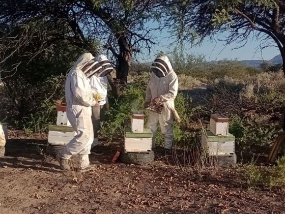 La Provincia y jóvenes sancarleños fortalecen un apiario