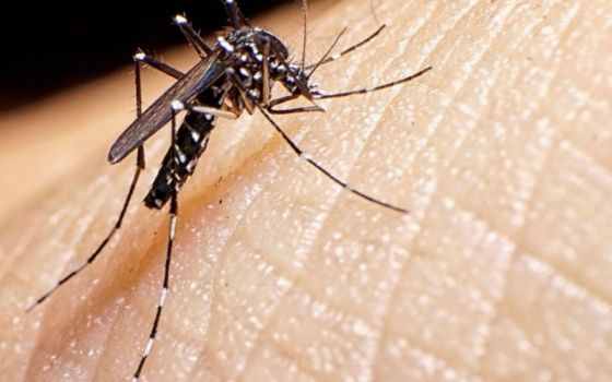 Son más de mil los casos confirmados de dengue en Salta