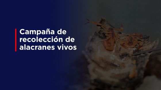 Continúa la campaña de recolección de alacranes vivos