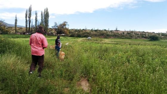 Relevamiento a pequeños productores de Payogasta afectados por caída de granizo