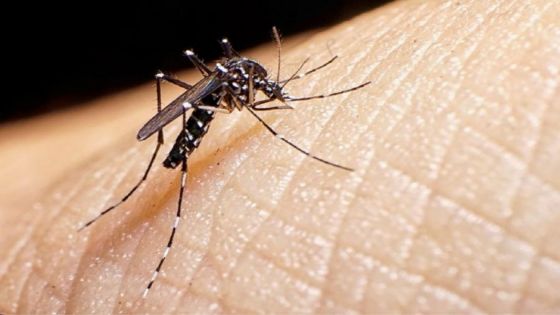 Dengue: tres escuelas técnicas elaboran repelentes naturales de bajo costo