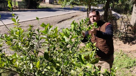 Acciones de monitoreo para la detección precoz del HLB en el norte provincial