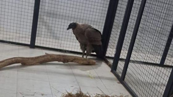 El cóndor rescatado en El Encón se encuentra en observación en la Estación de Fauna Autóctona