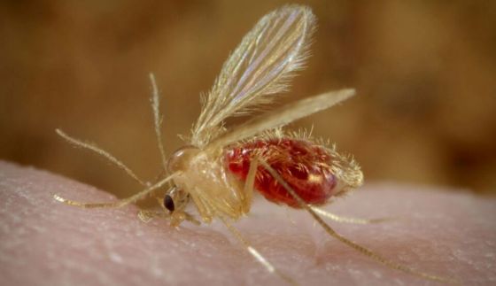 Epidemiología fortalece la vigilancia por leishmaniasis viceral en los departamentos San Martín y Rivadavia