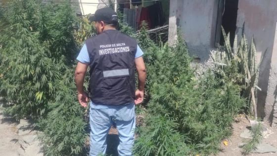 En procedimientos de la Brigada de Investigaciones se decomisaron más de 12600 dosis de marihuana