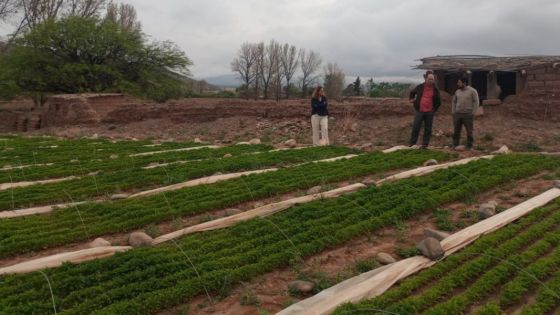 Sello de Denominación de  Origen del Pimiento del Valle Calchaquí