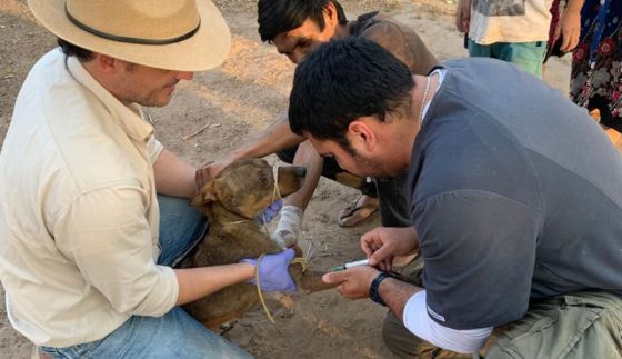 Salud Pública intensifica acciones para prevenir la Leishmaniasis en Güemes y Tartagal