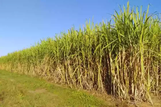 Expertos en tecnología de la caña de azúcar se reúnen en Salta