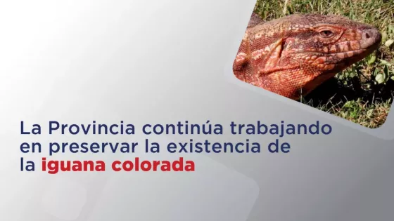 La Provincia continúa trabajando en preservar la existencia de la iguana colorada