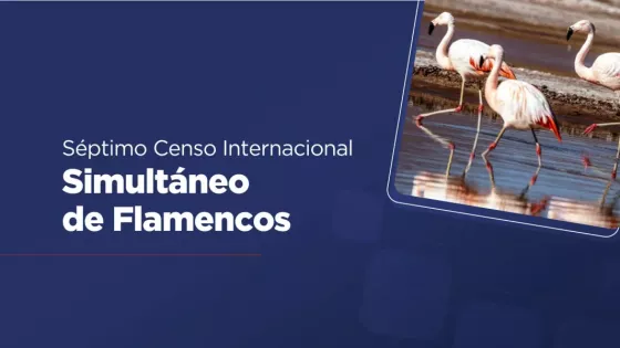 Preparan el inicio del Censo Internacional Simultáneo de Flamencos con una charla informativa