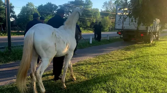 Intenso operativo policial por animales sueltos en el Valle de Lerma